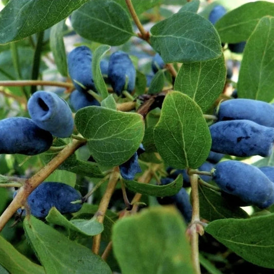 Lonicera' Berry Blue Honeyberry (Haskap)