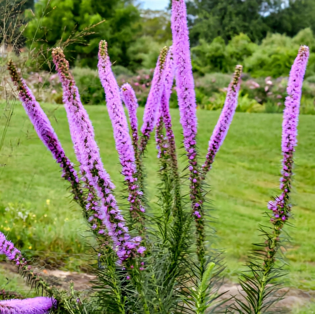 Liatris' Lavender Glowsticks Liatris