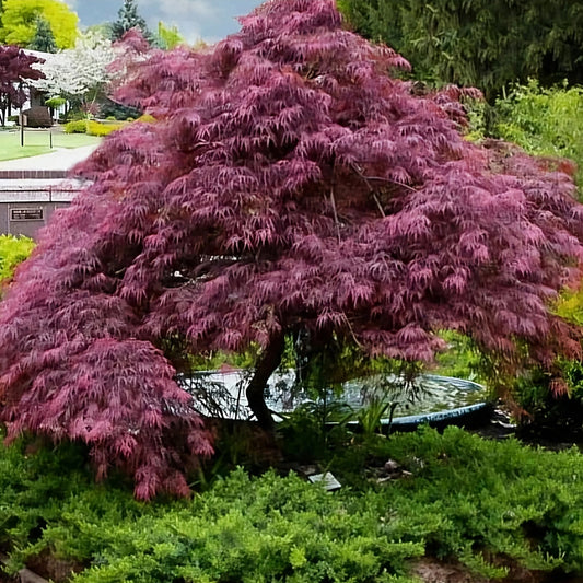 Acer' Tamukeyama Weeping Japanese Maple