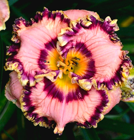 Hemerocalis' Vegas Jackpot Daylily (Specialty)