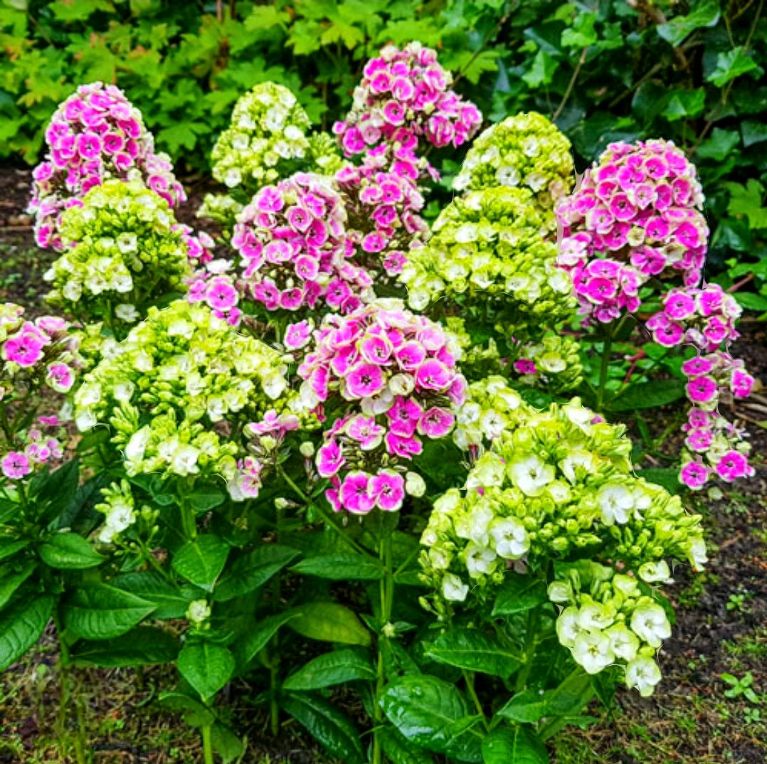 Phlox' Orchid Green