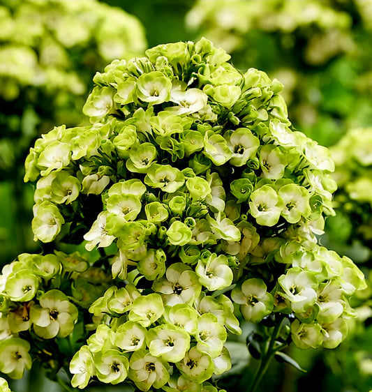 Phlox' Orchid Green