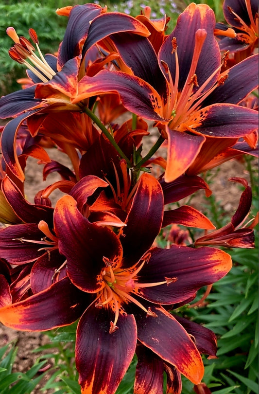 Lilium' Forever Susan Lily