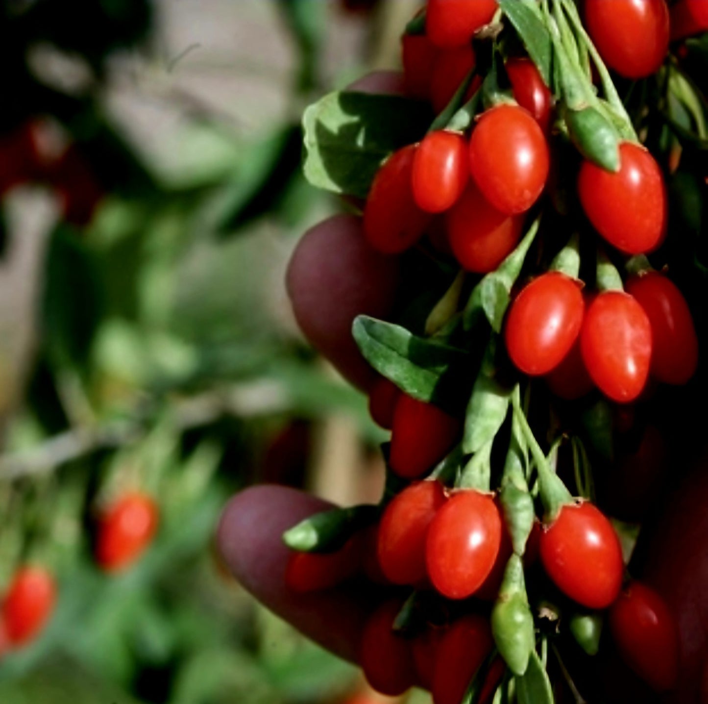 Lycium' Dynamite Goji Berry