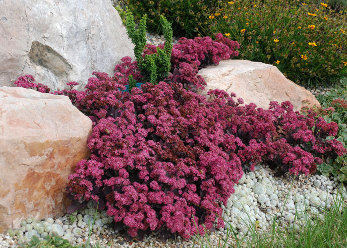 Sedum' Plum Dazzleld