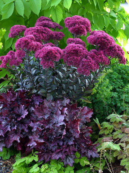 Sedum' Thunderhead