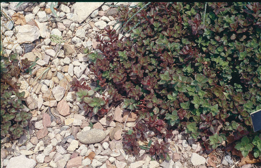 Sedum' Dragon's Blood