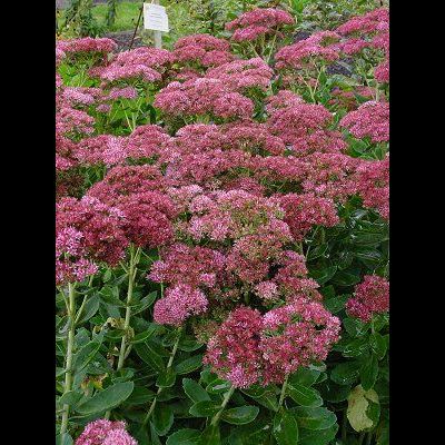 Sedum' Autumn Fire Sedum