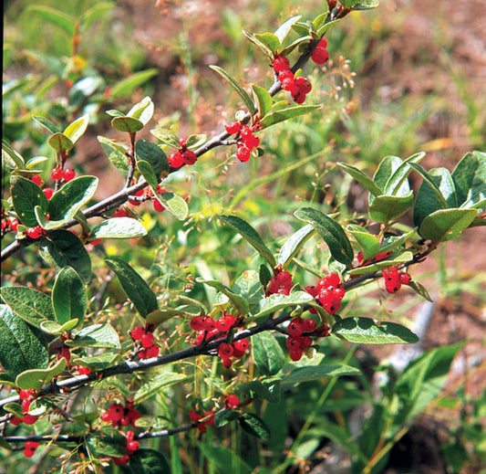 Shepherdia' Russet Buffaloberry