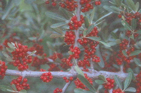 Shepherdia' Silver Buffaloberry