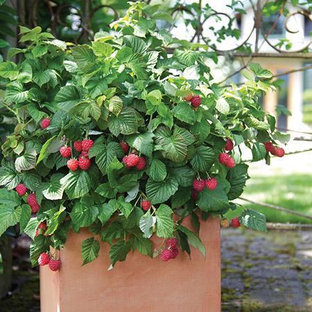 Rubus' Shortcake® Bushel and Berry® Thornless Raspberry