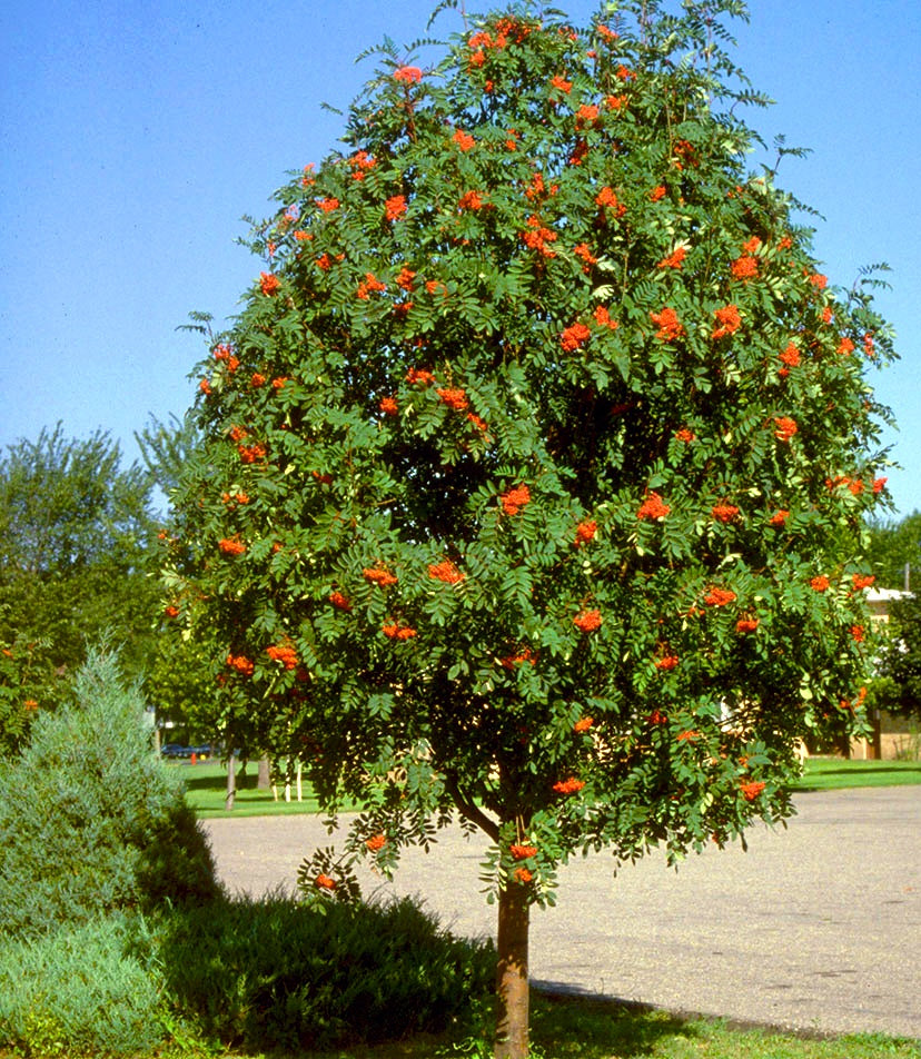 Sorbus' Showy Mountain Ash Tree