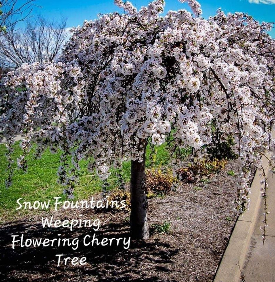 Prunus' Snow Fountain® Weeping Flowering Cherry Tree