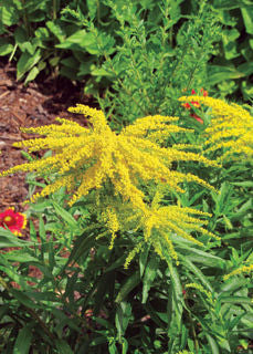 Solidago' Canada Goldenrod