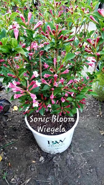 Weigela' Sonic Bloom® Pure Pink Weigela