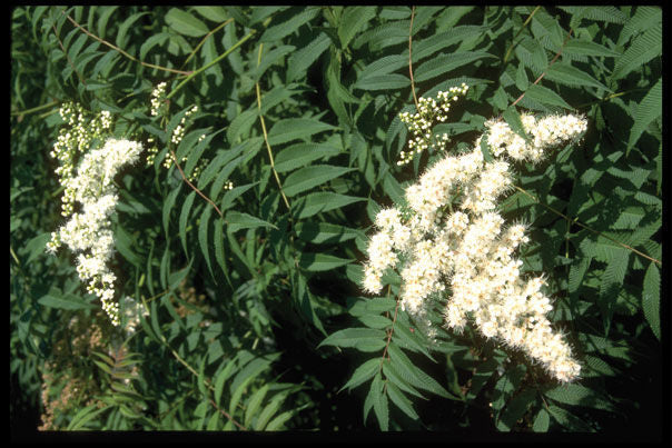 Sorbaria' False or Ash Leaf Spirea