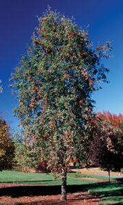 Sorbus' Black Hawk Mountain Ash Tree