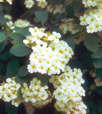 Spiraea' Renaissance