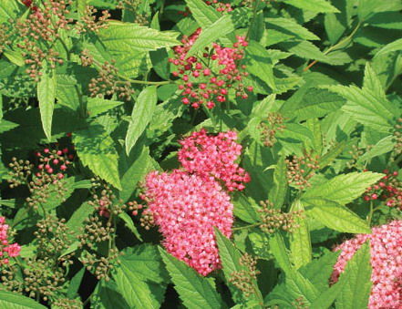 Spiraea' Anthony Waterer