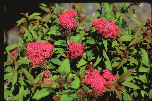 Spiraea' Froebel