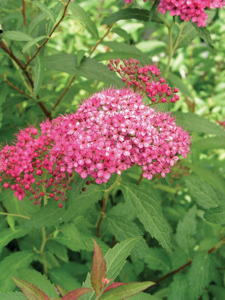 Spirea' Neon Flash