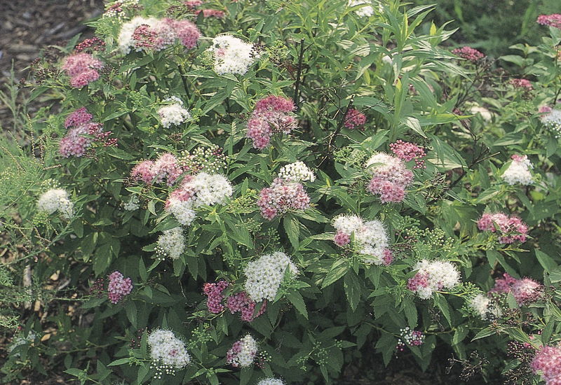 Spiraea' Shirobana