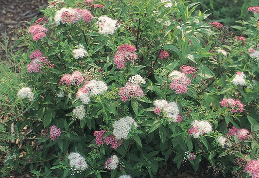 Spiraea' Shirobana