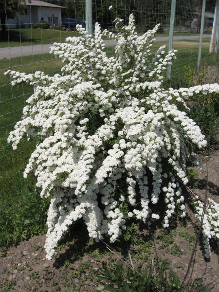 Spiraea' Three-Lobe