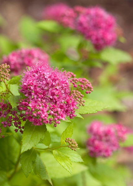 Spiraea" Double Play Big Bang