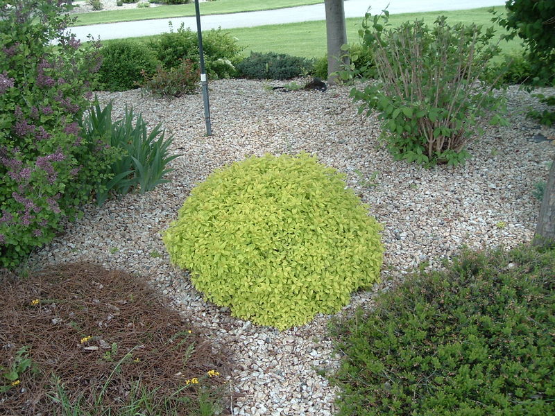 Spiraea'  Mini Sunglo