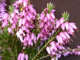 Erica' Springwood Pink Heather