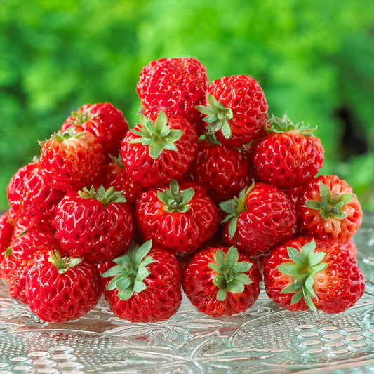 Fragaria' Framberry (Strasberry)