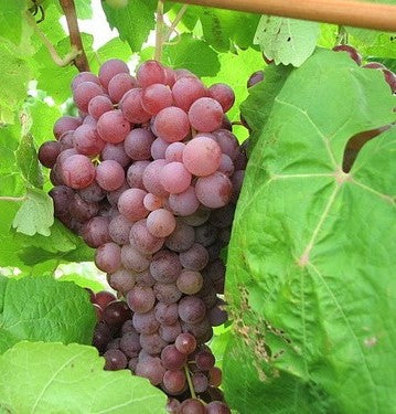 Vitis' Suffolk Red Seedless Grape