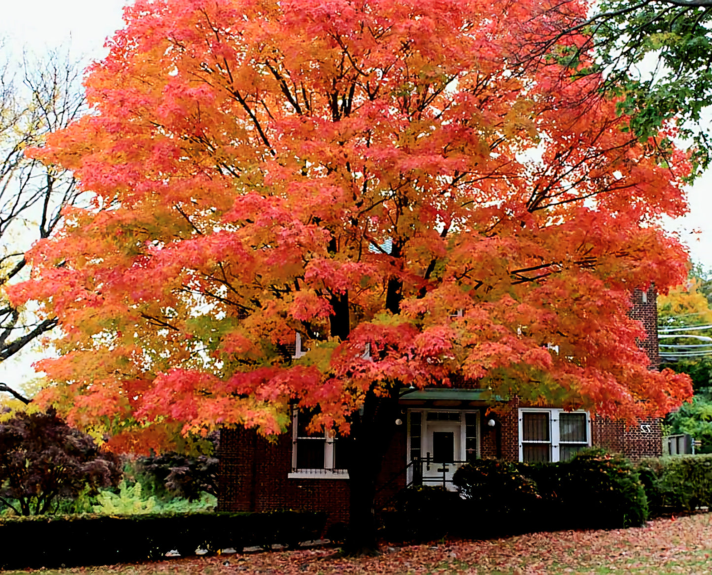 Acer' QuickScape Minis Sugar Maple Tree