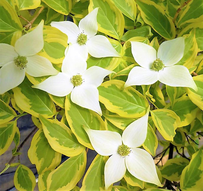 Cornus' Summer Gold Dogwood