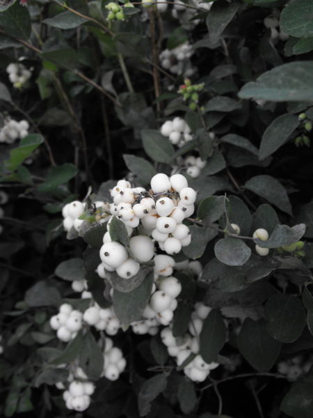 Symphoricarpos' White Snowberry