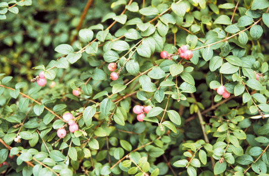 Symphoricarpos' Buckbrush Coralberry