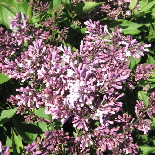 Syringa' Miss Kim Lilac