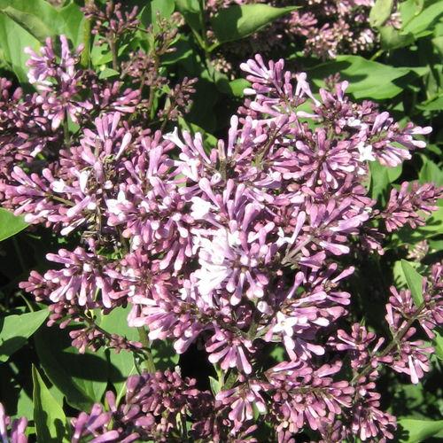 Syringa' Miss Kim Lilac Tree