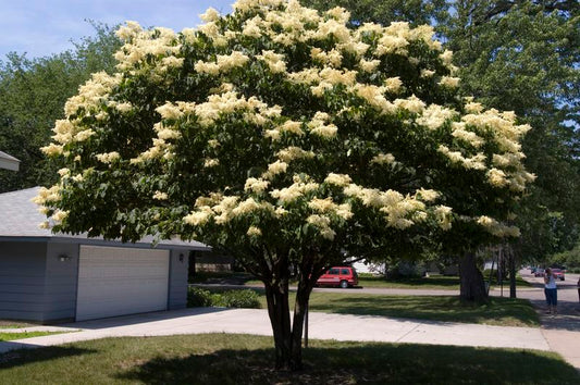 Syringa' Snowdance™ Japanese Tree Lilac