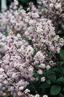 Syringa' Villosa Late Lilac