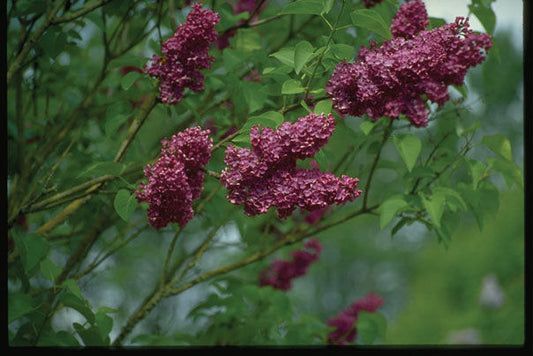 Syringa' Agincourt Beauty French Lilac