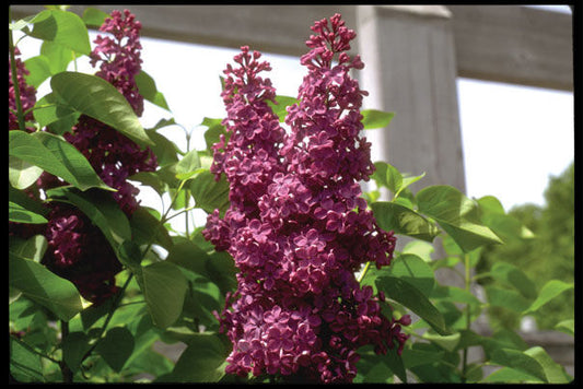 Syringa' Charles Joly French Lilac Tree