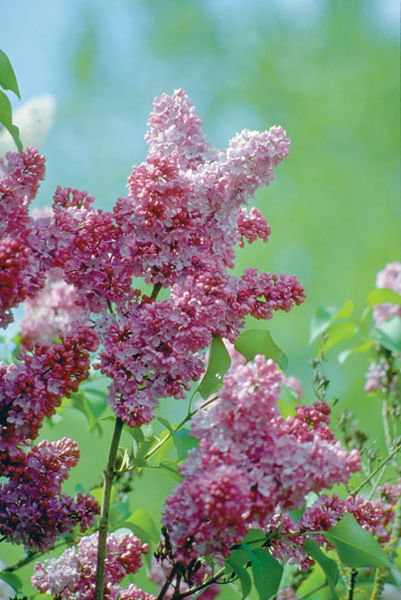 Syringa' Katherine Havemeyer French Lilac