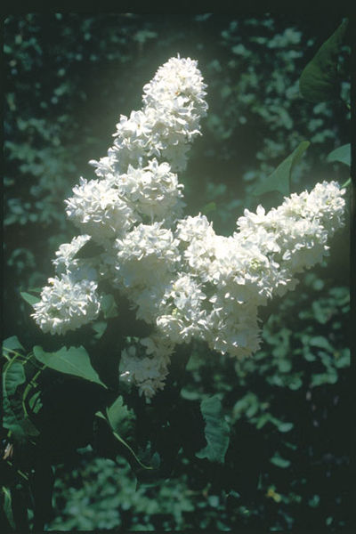 Syringa' Mme. Lemoine French Lilac