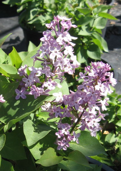 Syringa' Prairie Petite French Lilac