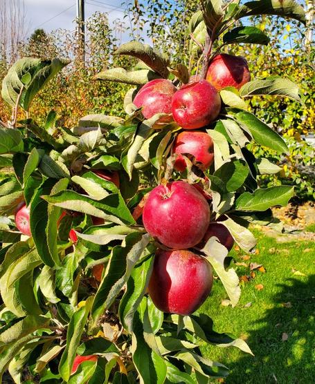 Malus' Urban® Tasty Red™ Columnar Apple Tree