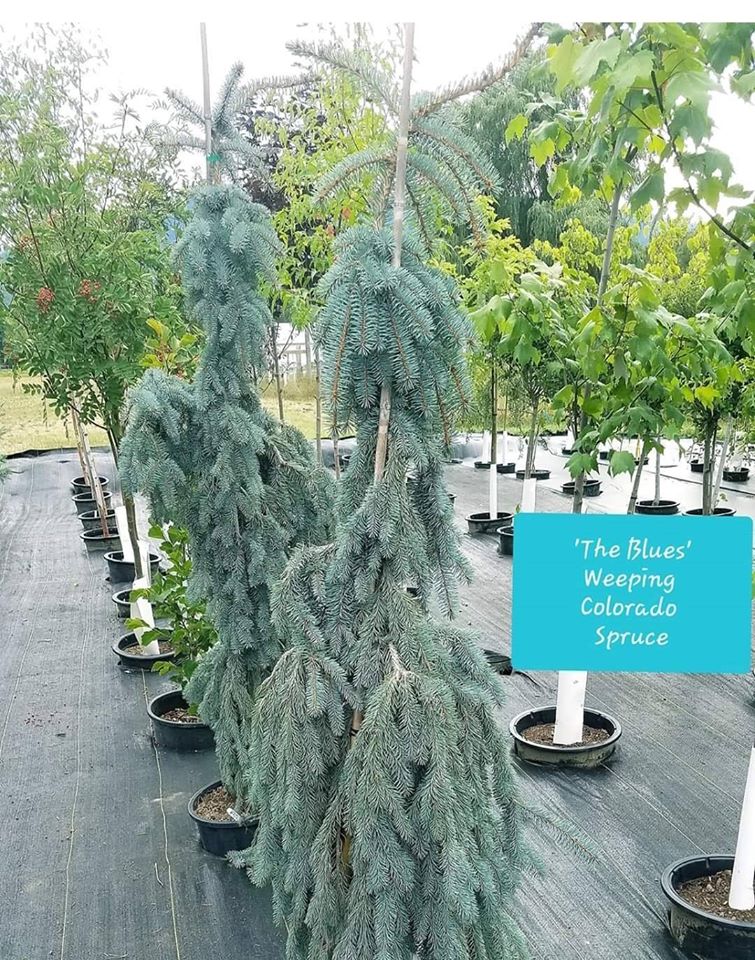 Picea' The Blues Weeping Colorado Blue Spruce Tree