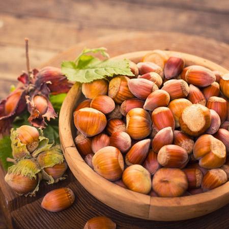 Corylus' Theta Filbert Hazelnut Tree