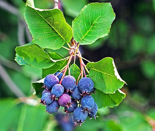 Amelanchier' Thiessen Saskatoon